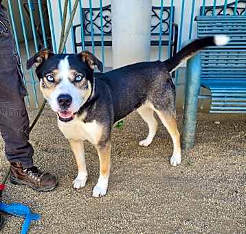 Photo of URGENT Chip