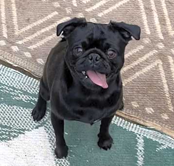 Photo of Onyx