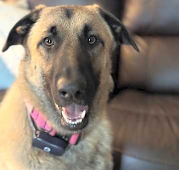 Photo of Koda