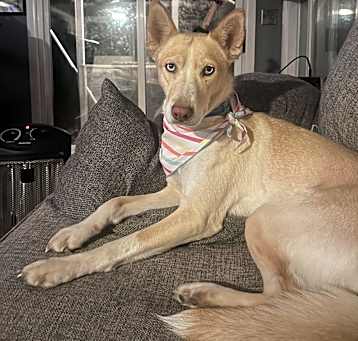 Photo of Laika