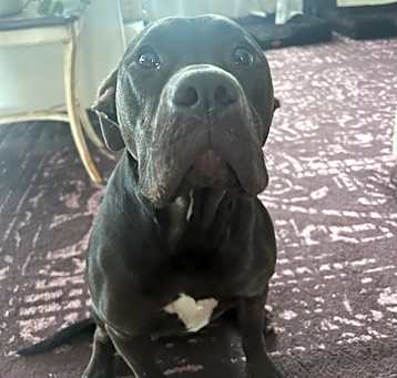 Photo of Pumpernickel (Pickle)