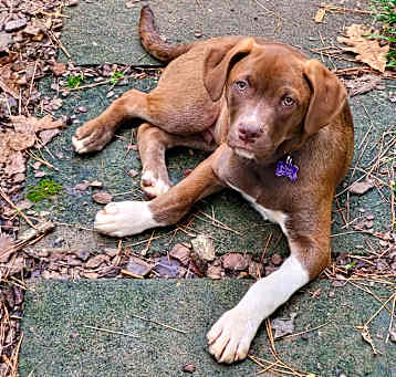 Photo of Peanut Butter