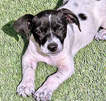 Photo of COSMO