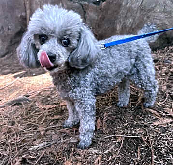 Photo of Brida