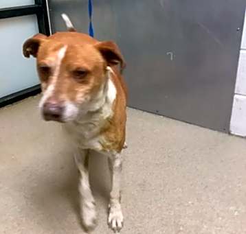 Photo of Rusty