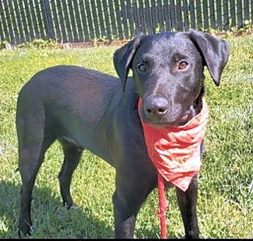 Photo of DEXTER