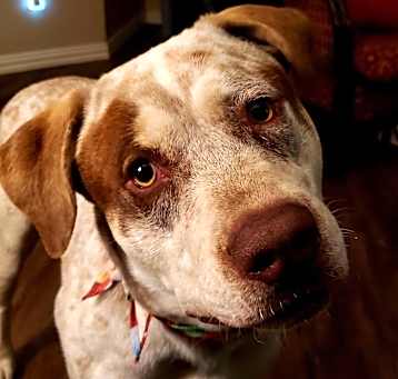 Photo of Ozzy Pawsbourne