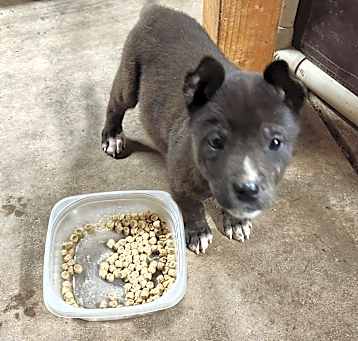 Photo of Teeny - ADOPTED