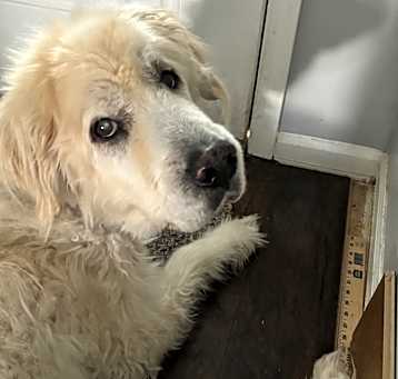 Photo of Milo
