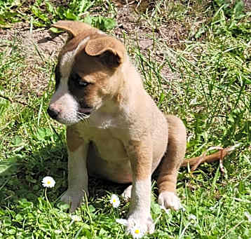 Photo of Taffy