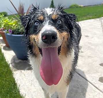 Photo of Blue