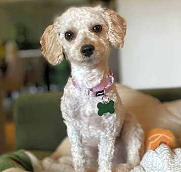 Photo of Tisane
