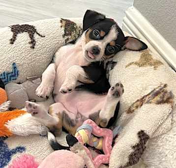 Photo of Peanut