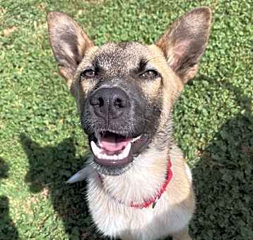 Photo of Koda