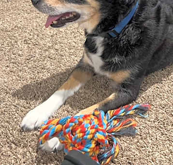 Photo of PIPER