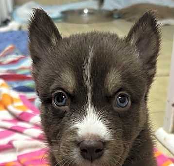Photo of Momma Frannie's Puppies