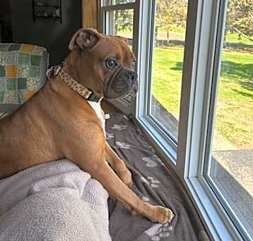 Photo of Sable