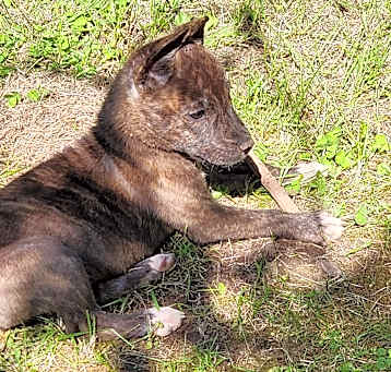 Photo of Dexter