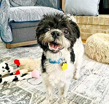 Photo of Herman