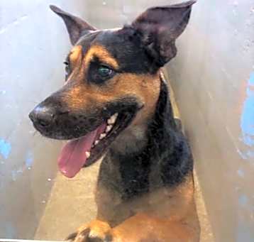 Photo of Huey (Scooby) (Cocoa)