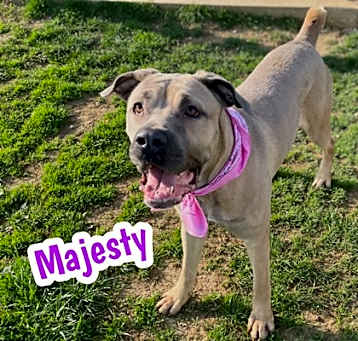 Photo of Majesty