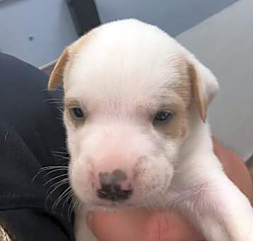 Photo of WHITE/TAN