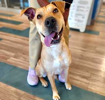 Photo of ROXIE