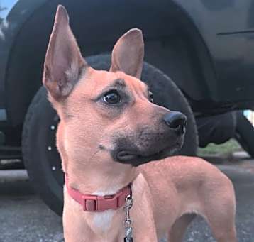 Photo of Peanut