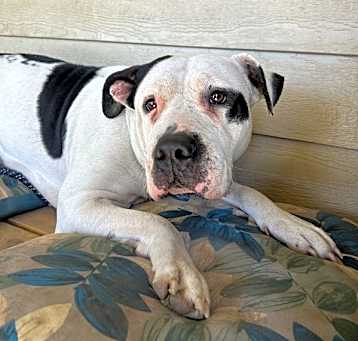 Photo of Pinto Bean