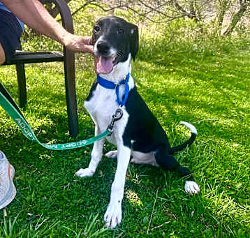 Photo of Ziggy ~ meet me!