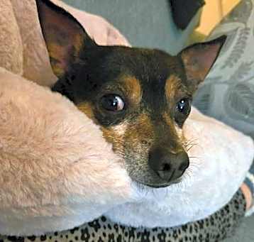 Photo of Taco