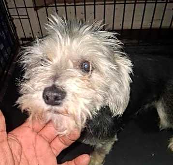 Photo of Betty - ADOPTION IN PROCESS