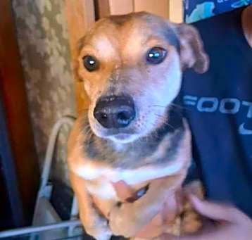 Photo of Billy - ADOPTION IN PROCESS