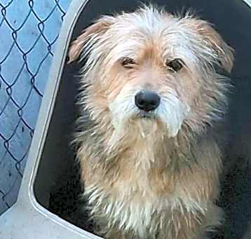 Photo of Bobby - ADOPTION IN PROCESS