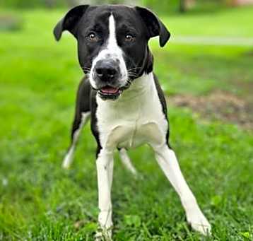 Photo of Scooter