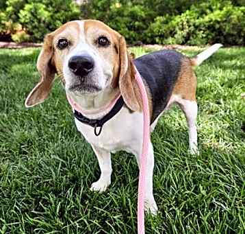 Photo of Buddy