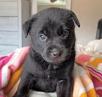 Photo of Ryder - ADOPTION IN PROCESS