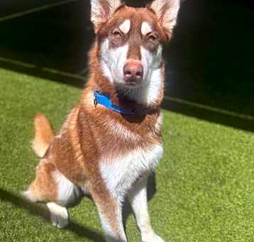 Photo of Bronco