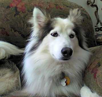 Photo of WOLF