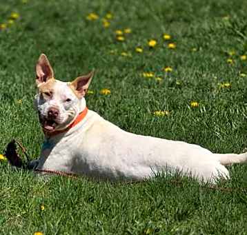 Photo of Ziggy