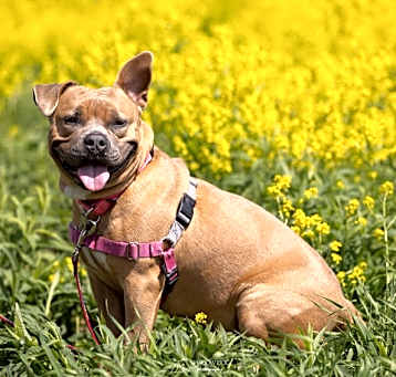 Photo of Izzy