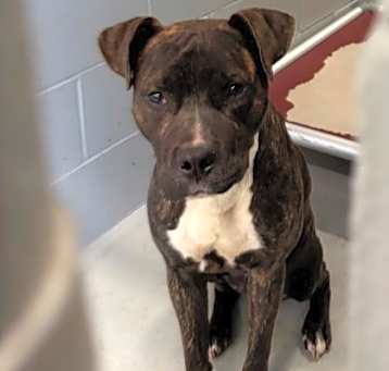 Photo of Ziggy