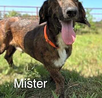 Photo of Mister