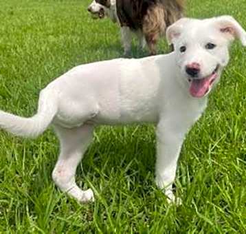 Photo of Trixie