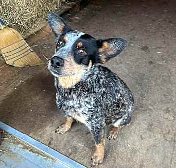 Photo of Spot