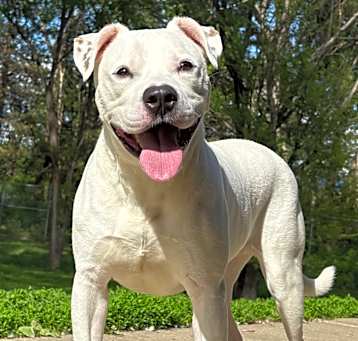 Photo of Mowglie