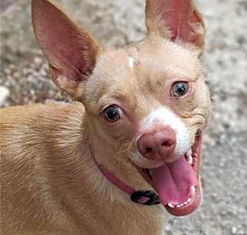 Photo of Remi