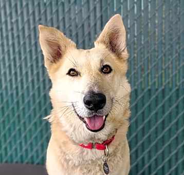 Photo of Ollie