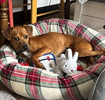 Photo of Barkley