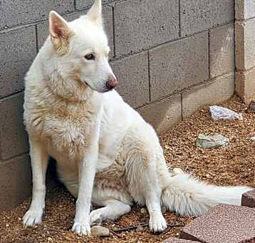 Photo of Wolfie